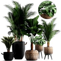 collection of exotic palm trees in pots 422