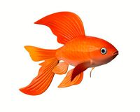 goldfish cartoon