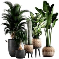 collection of exotic palm trees in concrete pots 417