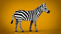 zebra