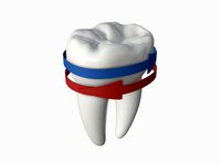 tooth molars with arrows 02