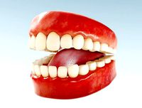 realistic human teeth - mouth for character low-poly