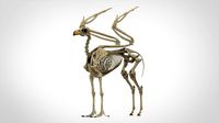 hippogriff skeleton