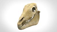 horse skull