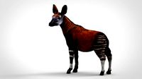 okapi