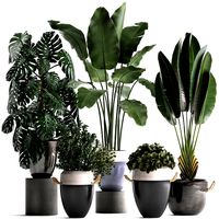 collection of exotic plants 394