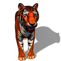 awesome tiger