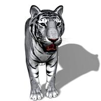 awesome white tiger