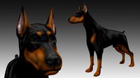 doberman pinscher dog