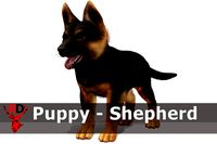 Puppy - Shepherd