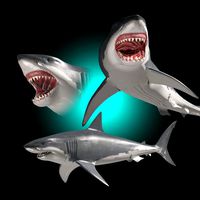 jaws - 3d animated great white shark