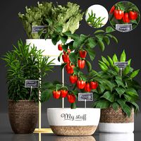 decorative plants for the kitchen 388 pepper