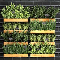 decorative plants for the kitchen on wooden box 37