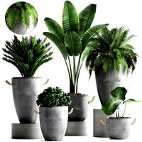 collection exotic plants 381