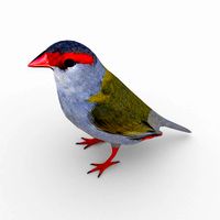 red browed finch