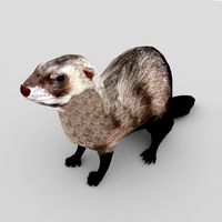 ferret
