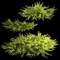 Juniper and thuja bushes for landscape design 1164