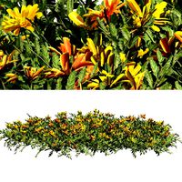 Yellow Orange Marigold Flowers Cluster