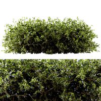 Blueberry Bush 03 (342175)