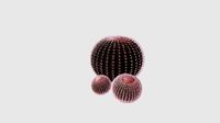 Echinocactus grusonii for CinemaD
