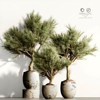 Olive Tree and Indoor Plant Set 95 (342570)