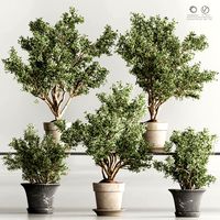 Indoor Plant Set 90 (342563)