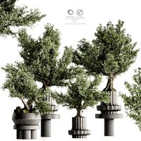 Bonsai And Indoor Plant Set 89 (342562)