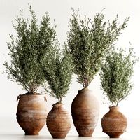 Olive Tree In Antique Pottery And Indoor Plant Set 86 (342559)
