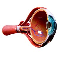 Cross Section Eye Anatomy