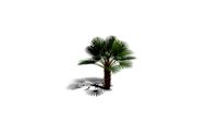 Realistic HD Mediterranean fan palm (17/30)