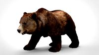 grizzly bear