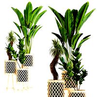 Indoor Plant Wood vol 21 (342854)