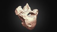 Woolly Rhino 12th Dorsal Vertebra