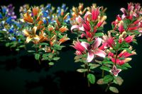 Flower Correa Reflexa