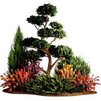Garden of nivaki thuja juniper and barberry 1174