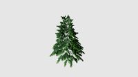 Cedrus deodara