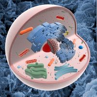 Animal Cell Structure 3D Model
