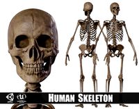 Humanoid Male Skeleton