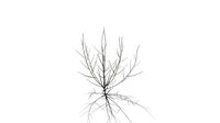 Realistic HD Rosemary willow (36/99)