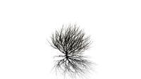 Realistic HD Rosemary willow (70/99)
