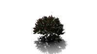 Realistic HD Dwarf bottlebrush (3/10)