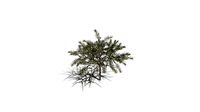 Realistic HD Bottlebrush rigidus (17/20)