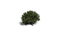 Realistic HD Dwarf bottlebrush (10/10)