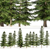 Alaskan Yellow Cedar Forest (344504)