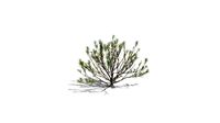 Realistic HD Rosemary willow (42/99)