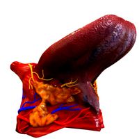 Human Tongue