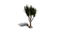 Realistic HD Spineless yucca (9/30)