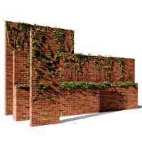 Brick walls with climber plant