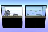 Aquarium with fish and spider