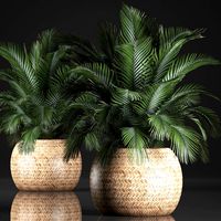 decorative palm tree in a pot